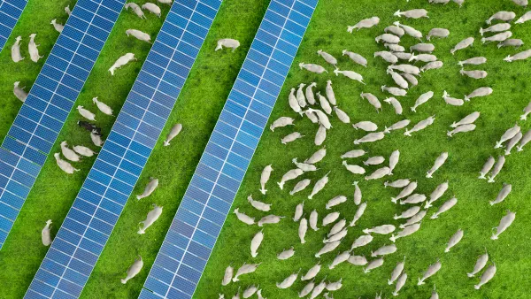 Aeriel view of white sheep grazing on green grass between rows of solar panels.