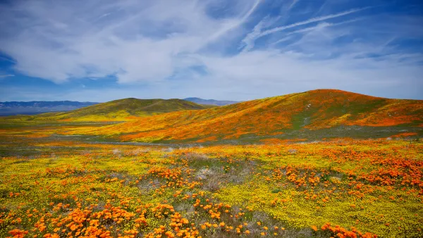 Orange California poppies in bloom over gently rolling hills in Southern California's Antelope Valley Poppy Reserve.