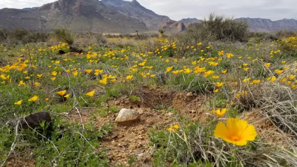 A field of golden poppies fill the desert below mountains in the U.S. Southwest.