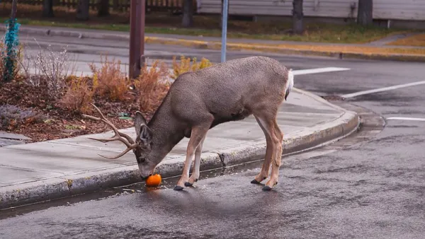 Deer eating an orange on a Banff street