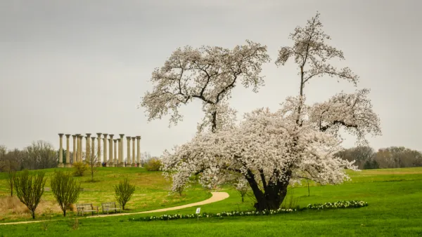 A scene from the National Arboretum in Washington, D.C. on a cloudy day, with a blossoming tree and a recreation of ruins in the background.