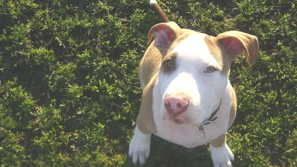 Pit bull puppy sitting on grass looking up at the camera