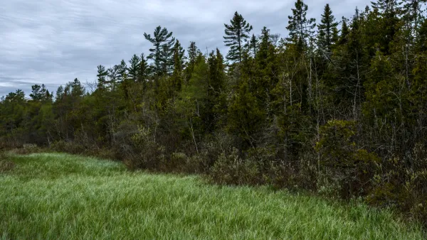 A line of trees next to open grass land at the Ridges Sanctuary in Wisconsin.
