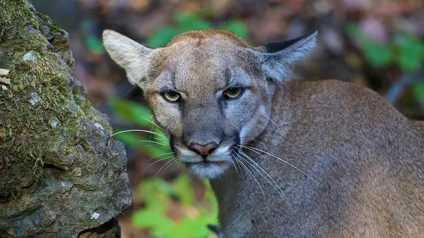 Close-up of mountain lion in the Santa Monica Mountains, California.