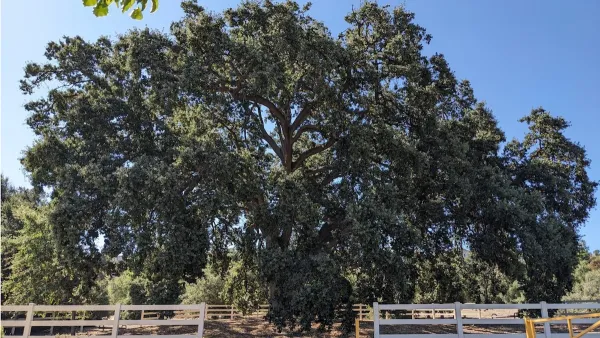 Large 400-year old oak tree in Stevenson Ranch, California.