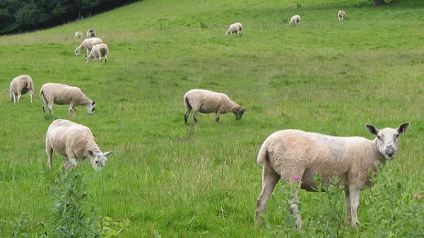Sheep grazing on a green hillside