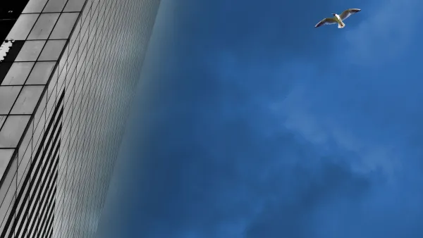 City Bird