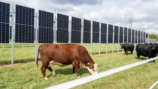 Cows grazing in front of vertical solar panels.