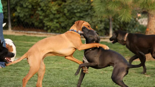 Dog Parks Are Everywhere, but Where Did They Start?