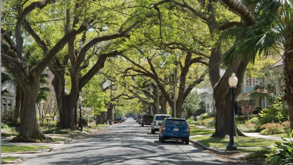 A New Orleans streetscape lined with mature Southern Live Oak trees.