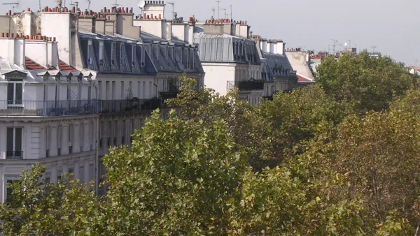 Paris Trees