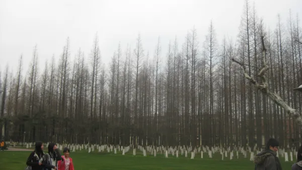 China Reforestation