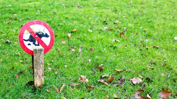 Dogs and Lawns