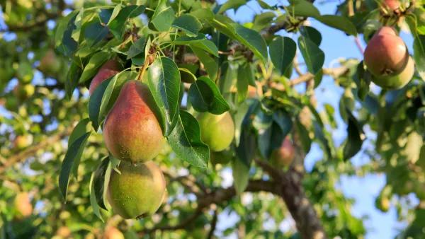 Ripe Organic Cultivar Pears