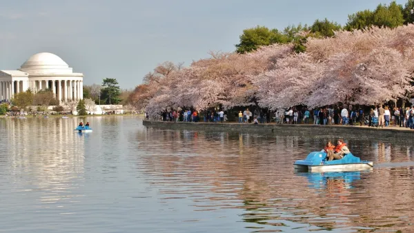 Cherry Blossom Washington, D.C.