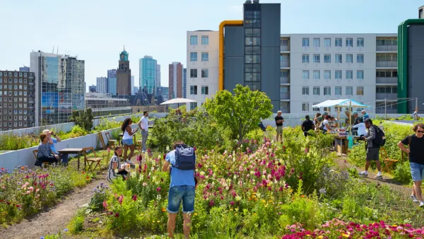 Green roof in Rotterdam, The Netherlands
