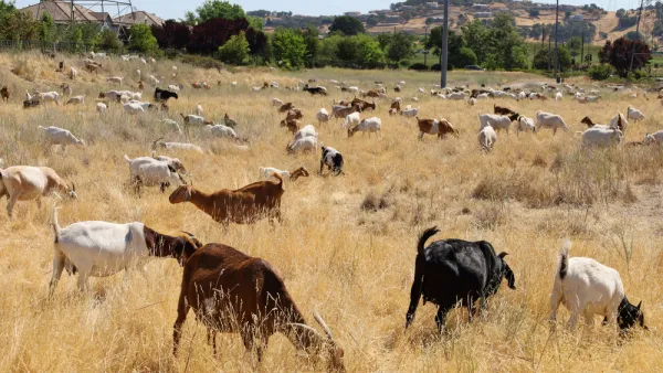 Goats grazing in a California field