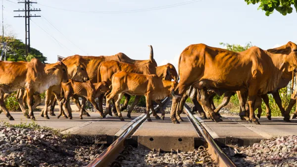 Cows and Railroad Tracks