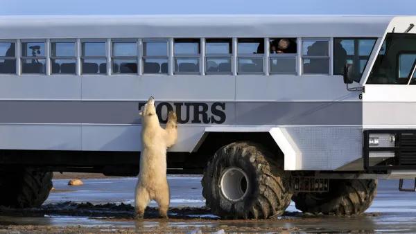 Polar Bear