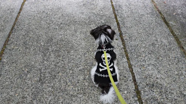 Walking the Dog
