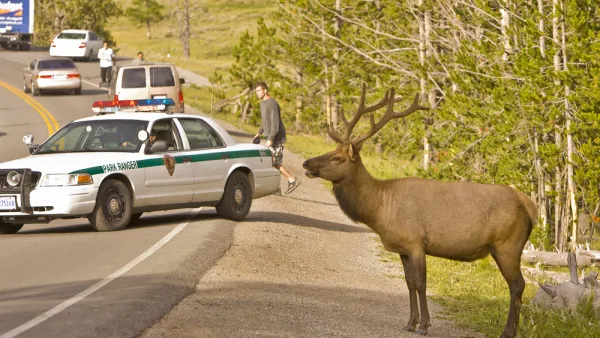 Wildlife