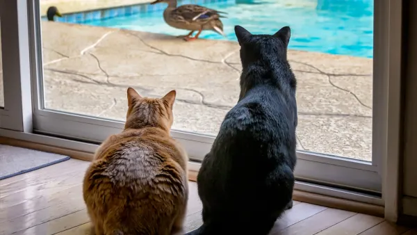 Cats and Ducks