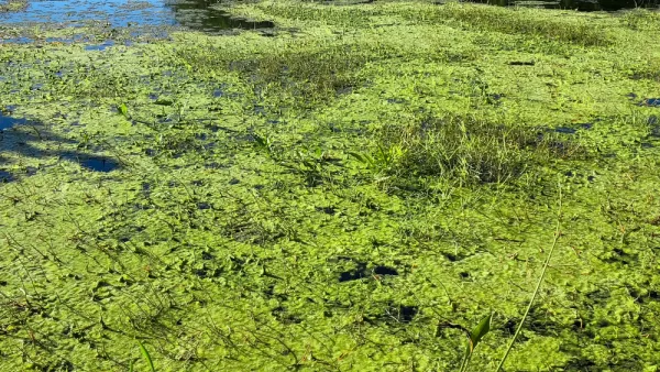Toxic Algae Bloom