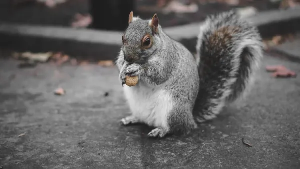 Squirrel