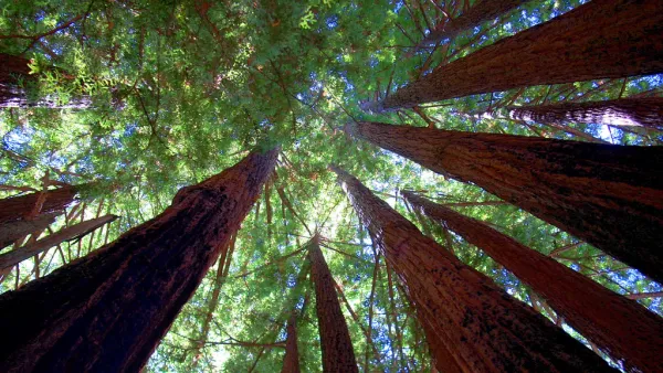 Sequoia State Park