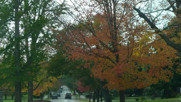 Trees on Street